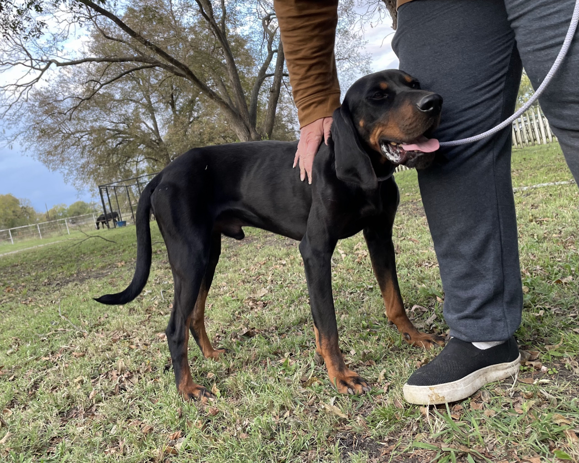 Enlarge Jaxon, a Adoptable mixed breed in Anna, TX image 3/8