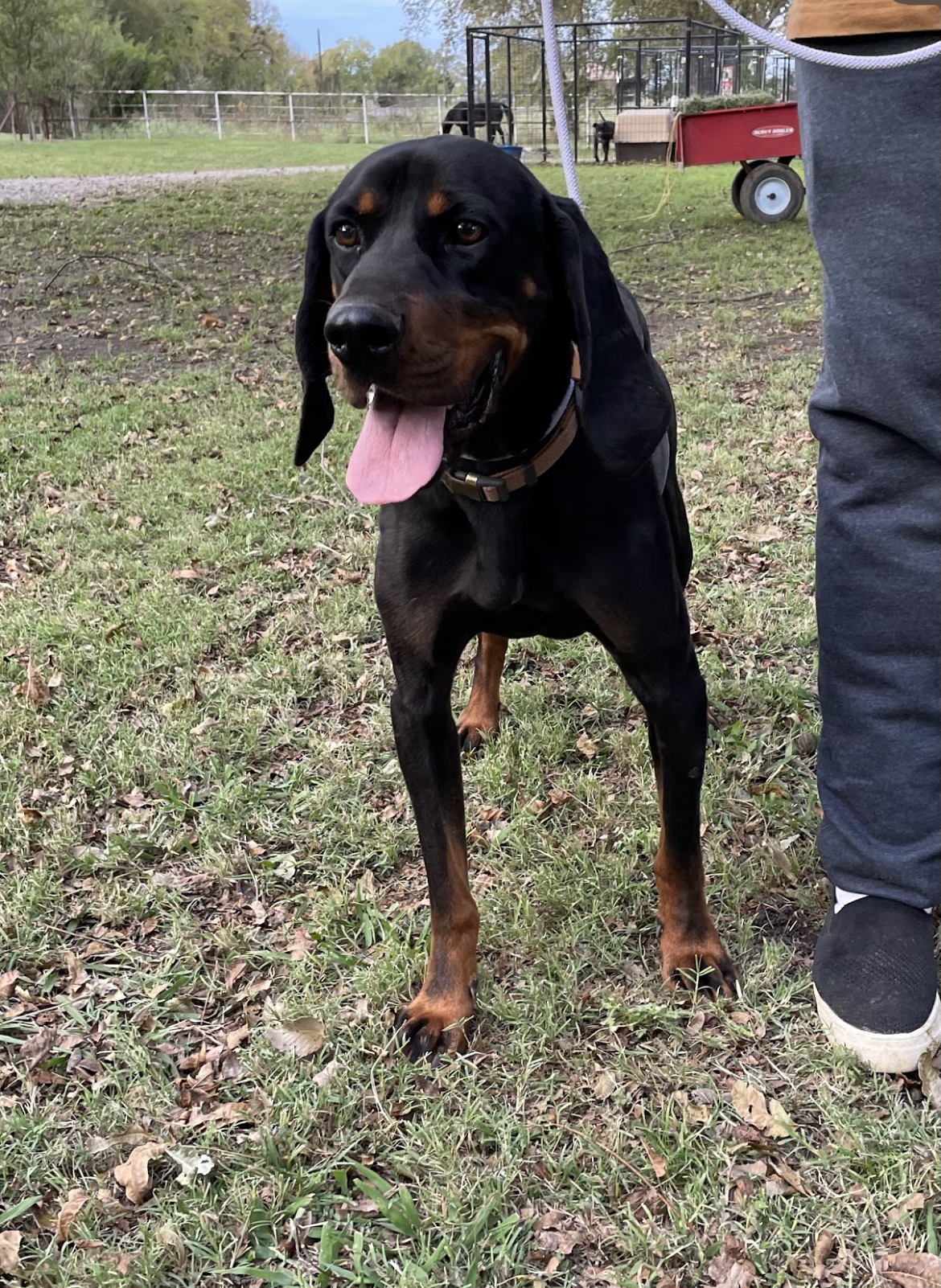 Enlarge Jaxon, a Adoptable mixed breed in Anna, TX image 4/8