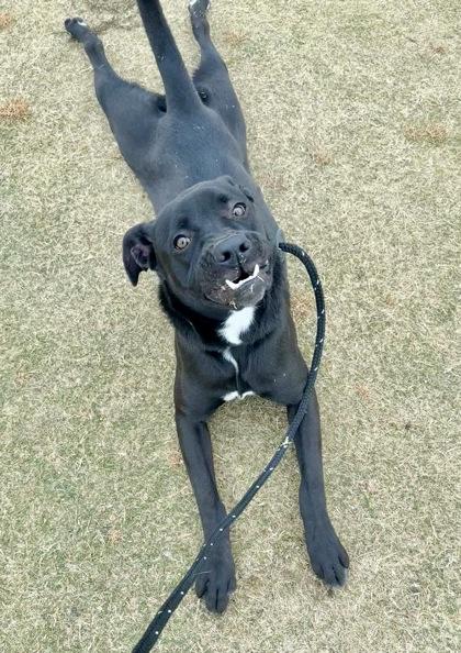 Enlarge Turkey, a Adoptable mixed breed in Lewisville, TX image 1/3