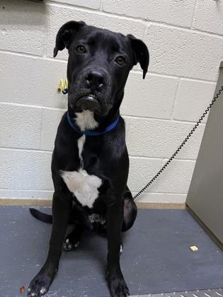 Turkey, a Adoptable mixed breed in Lewisville, TX image 1/2