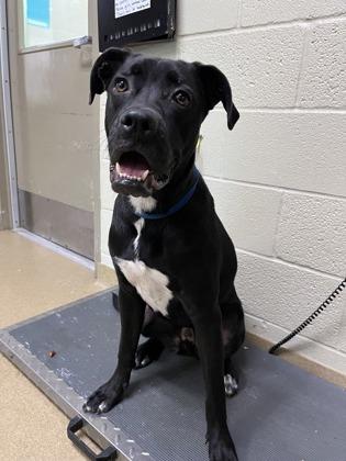 Turkey, a Adoptable mixed breed in Lewisville, TX image 2/2