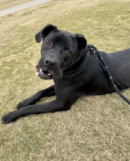 Enlarge Turkey, a Adoptable mixed breed in Lewisville, TX image 3/3