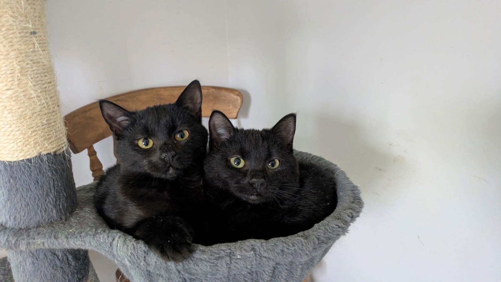 Enlarge Alice, a Adoptable Domestic Short Hair in Maggie Valley, NC image 2/2