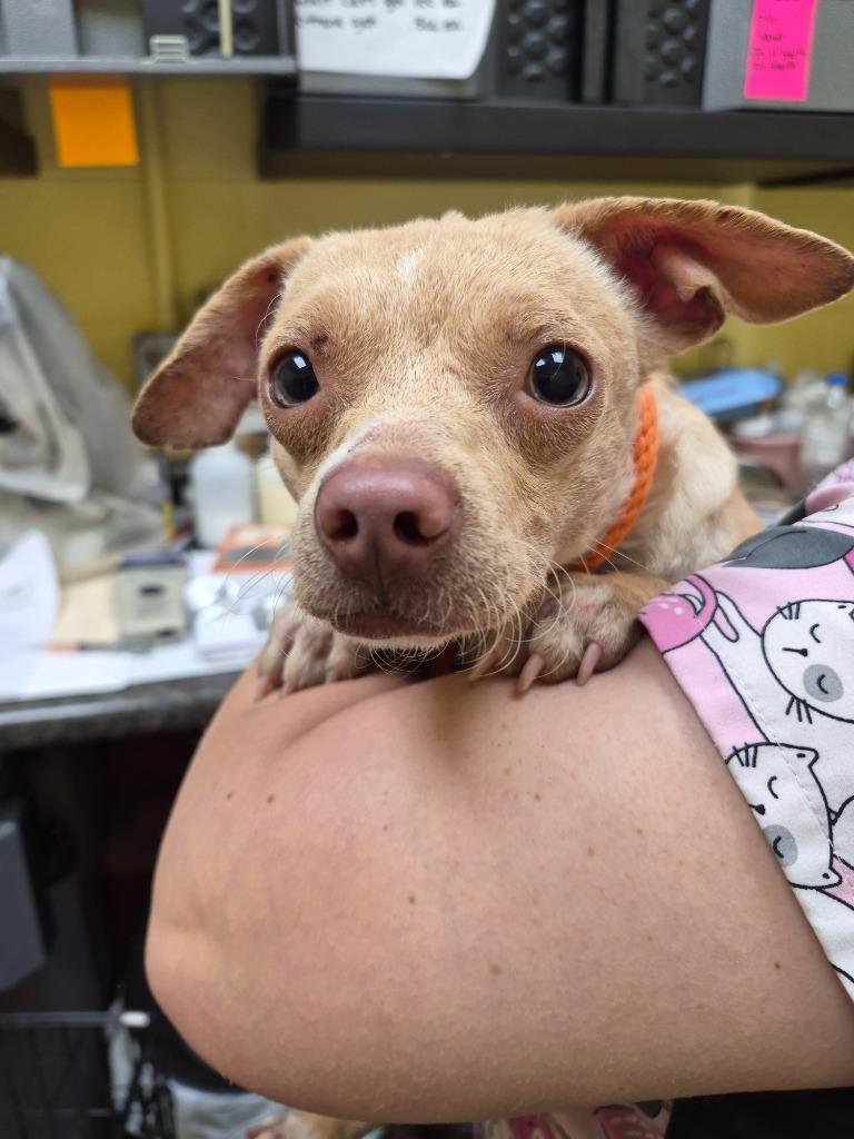 POKIE, Adopted, Young Male Chihuahua & Mixed Breed.