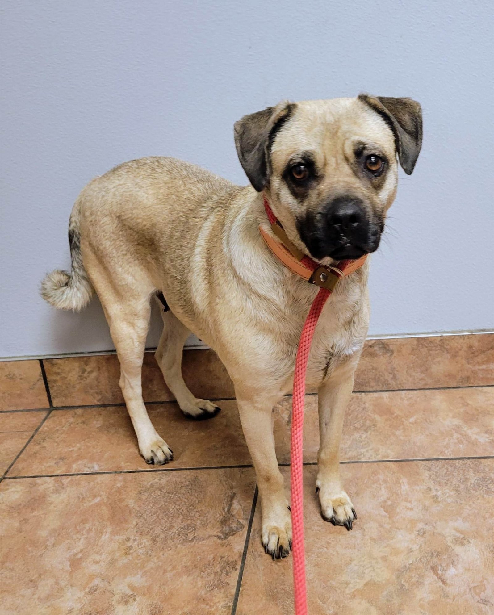 Enlarge Libby, a Adoptable mixed breed in Wrightwood, CA image 1/1