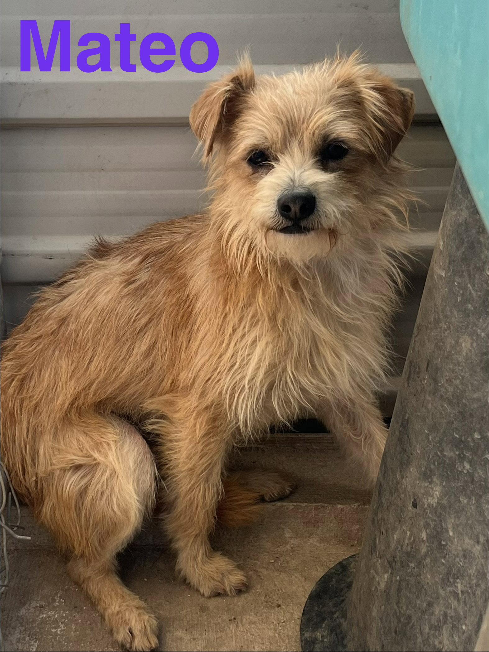 Enlarge Mateo, a Adopted Norfolk Terrier in Pipe Creek, TX image 1/2