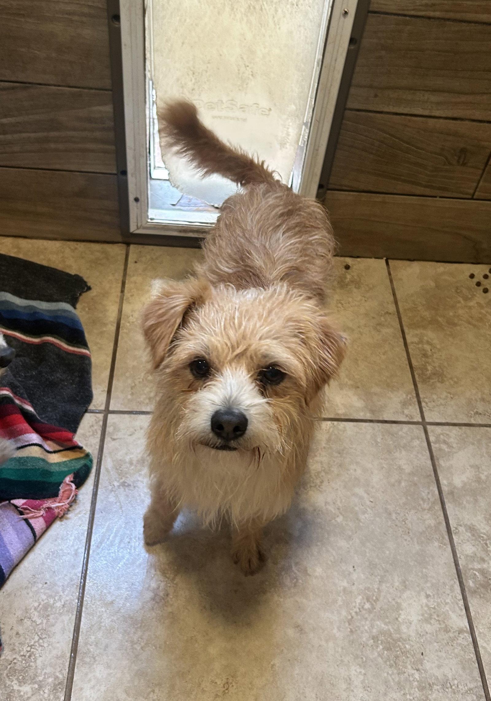 Enlarge Mateo, a Adopted Norfolk Terrier in Pipe Creek, TX image 2/2