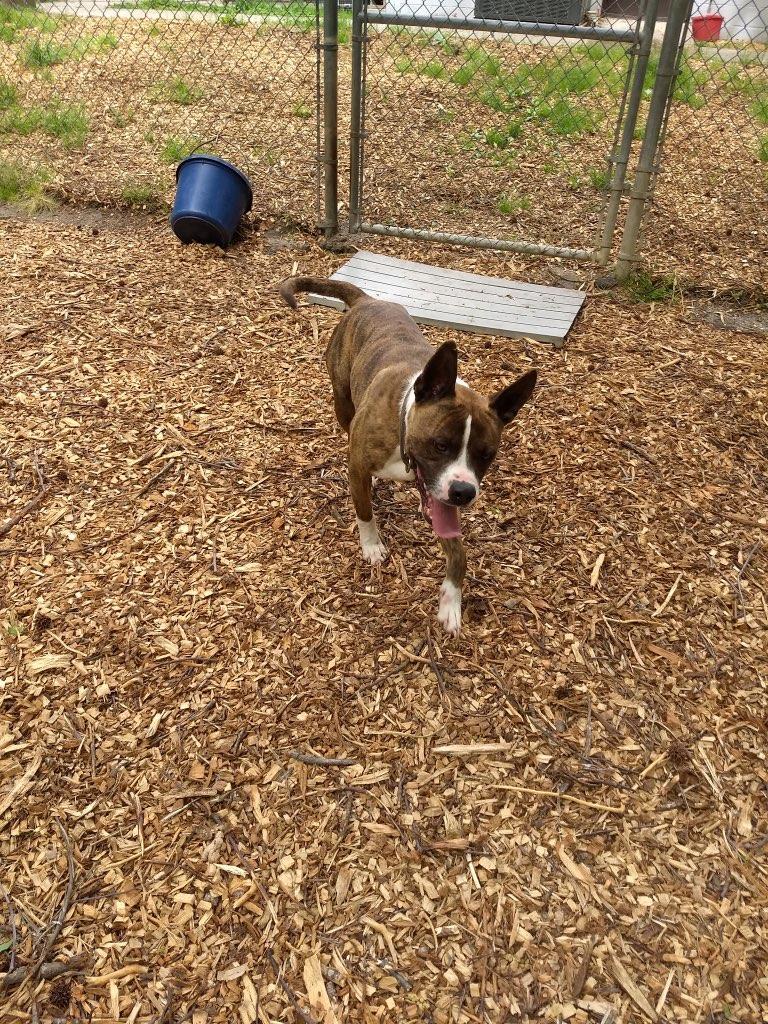 Enlarge Sherbet, a ADOPTABLE mixed breed in Petersburg, VA image 4/6