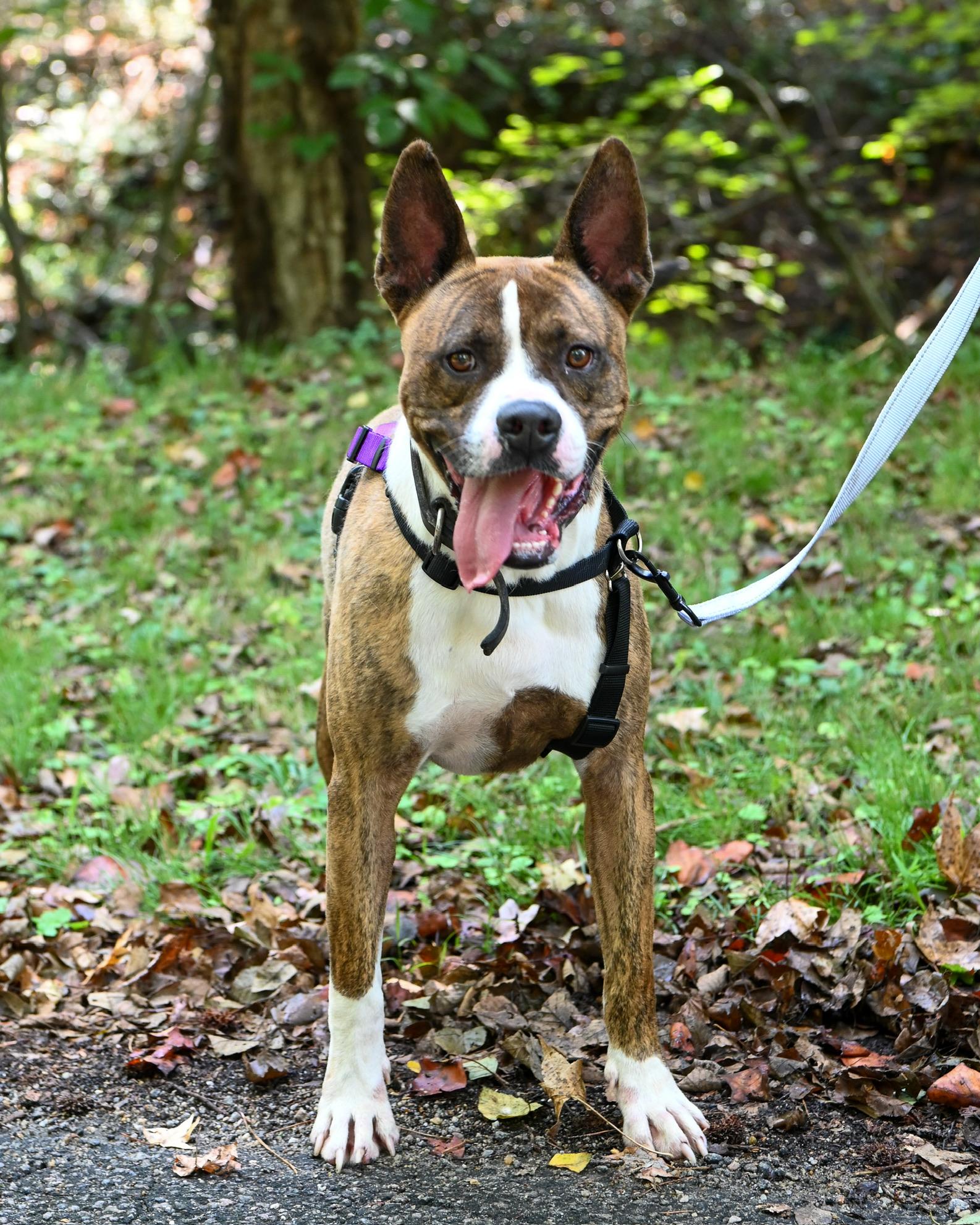 Enlarge Sherbet, a Adoptable mixed breed in Petersburg, VA image 3/6