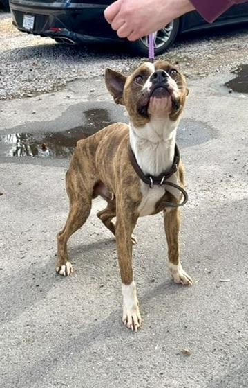 Enlarge Sherbet, a ADOPTABLE mixed breed in Petersburg, VA image 4/6