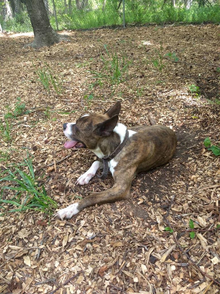 Enlarge Sherbet, a ADOPTABLE mixed breed in Petersburg, VA image 6/6