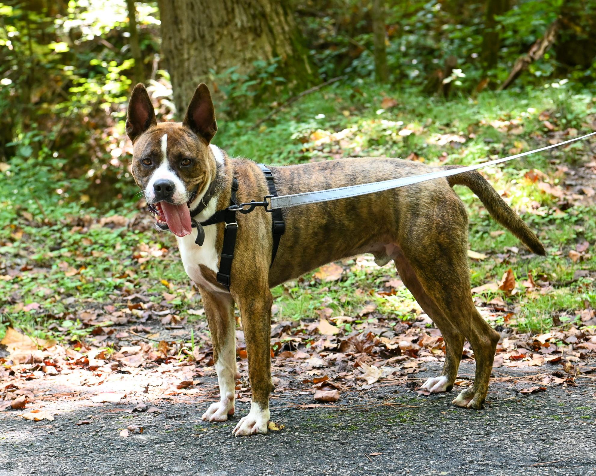 Enlarge Sherbet, a Adoptable mixed breed in Petersburg, VA image 2/6
