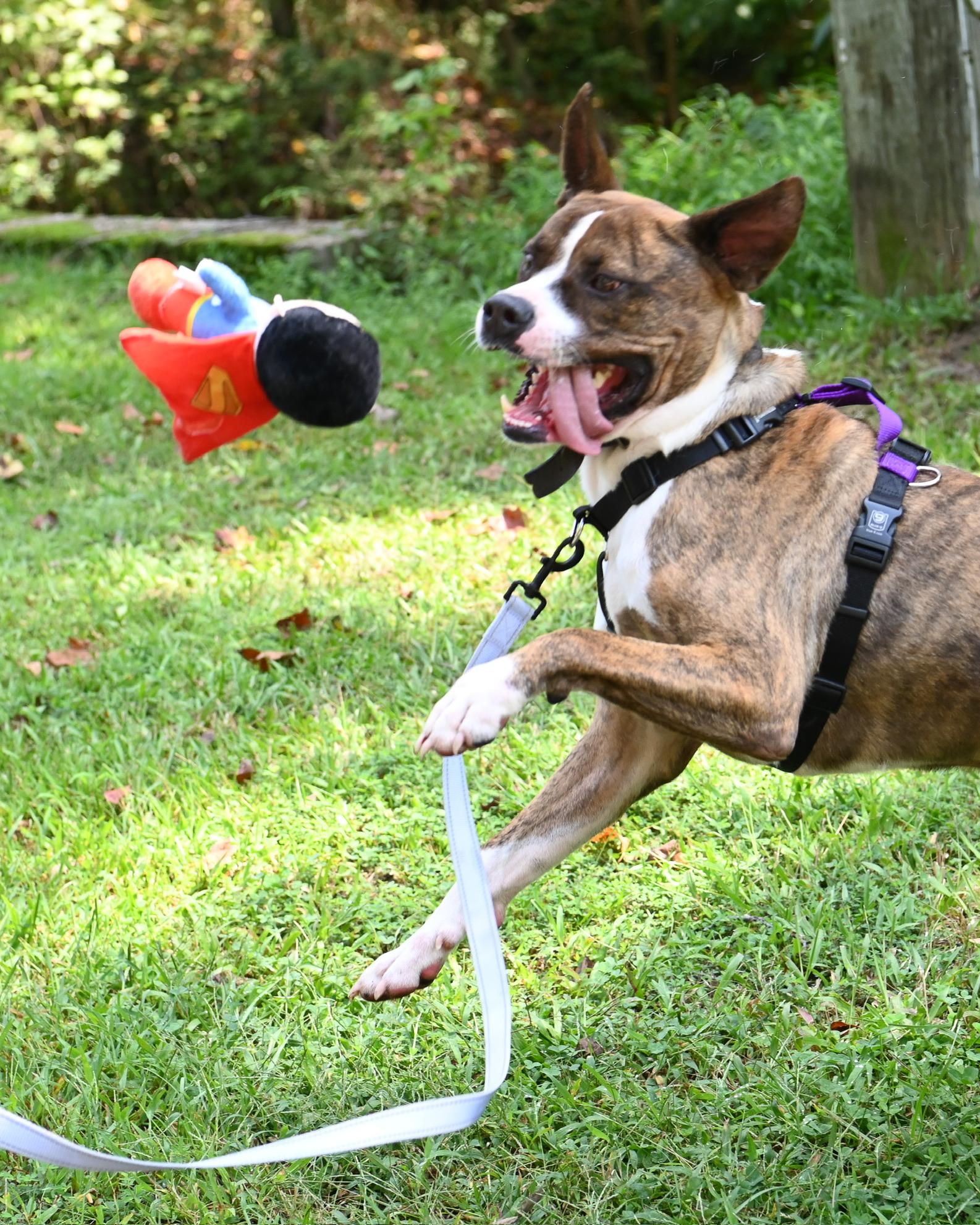 Enlarge Sherbet, a Adoptable mixed breed in Petersburg, VA image 4/6