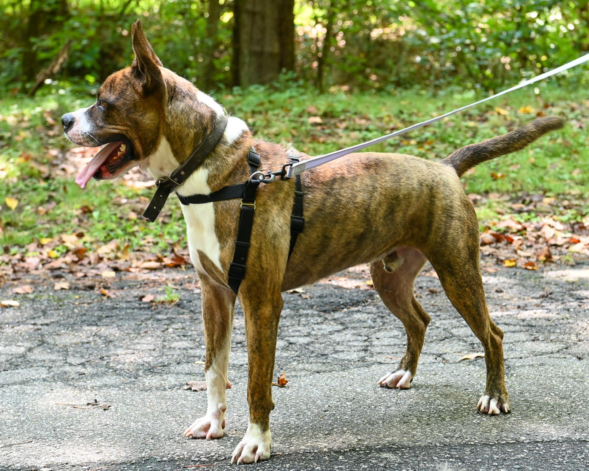 Enlarge Sherbet, a Adoptable mixed breed in Petersburg, VA image 6/6