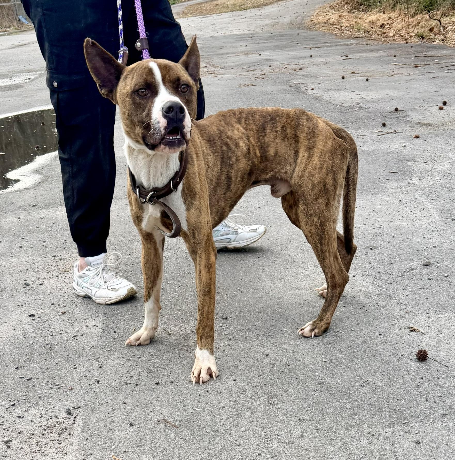 Enlarge Sherbet, a ADOPTABLE mixed breed in Petersburg, VA image 1/6