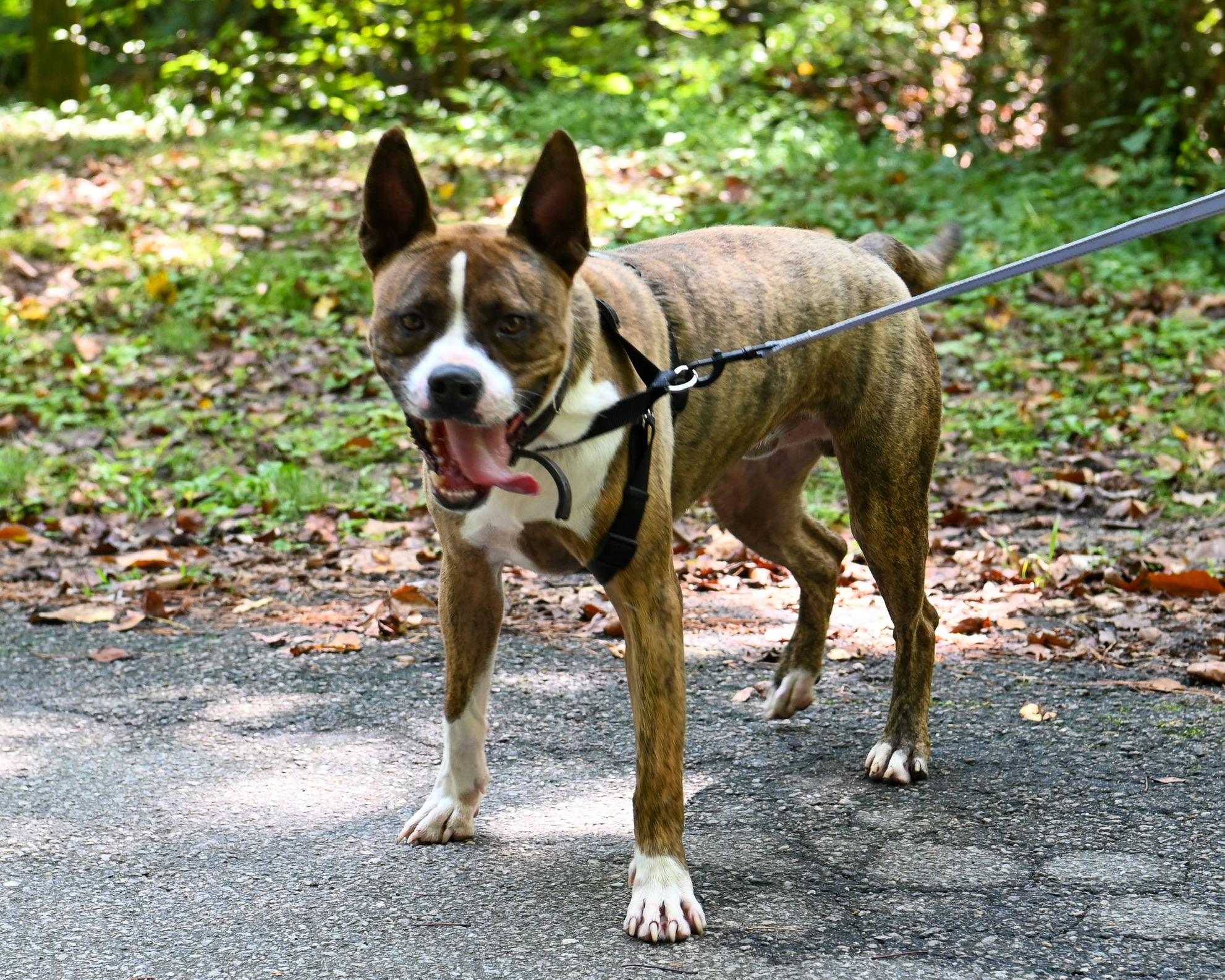 Enlarge Sherbet, a Adoptable mixed breed in Petersburg, VA image 5/6