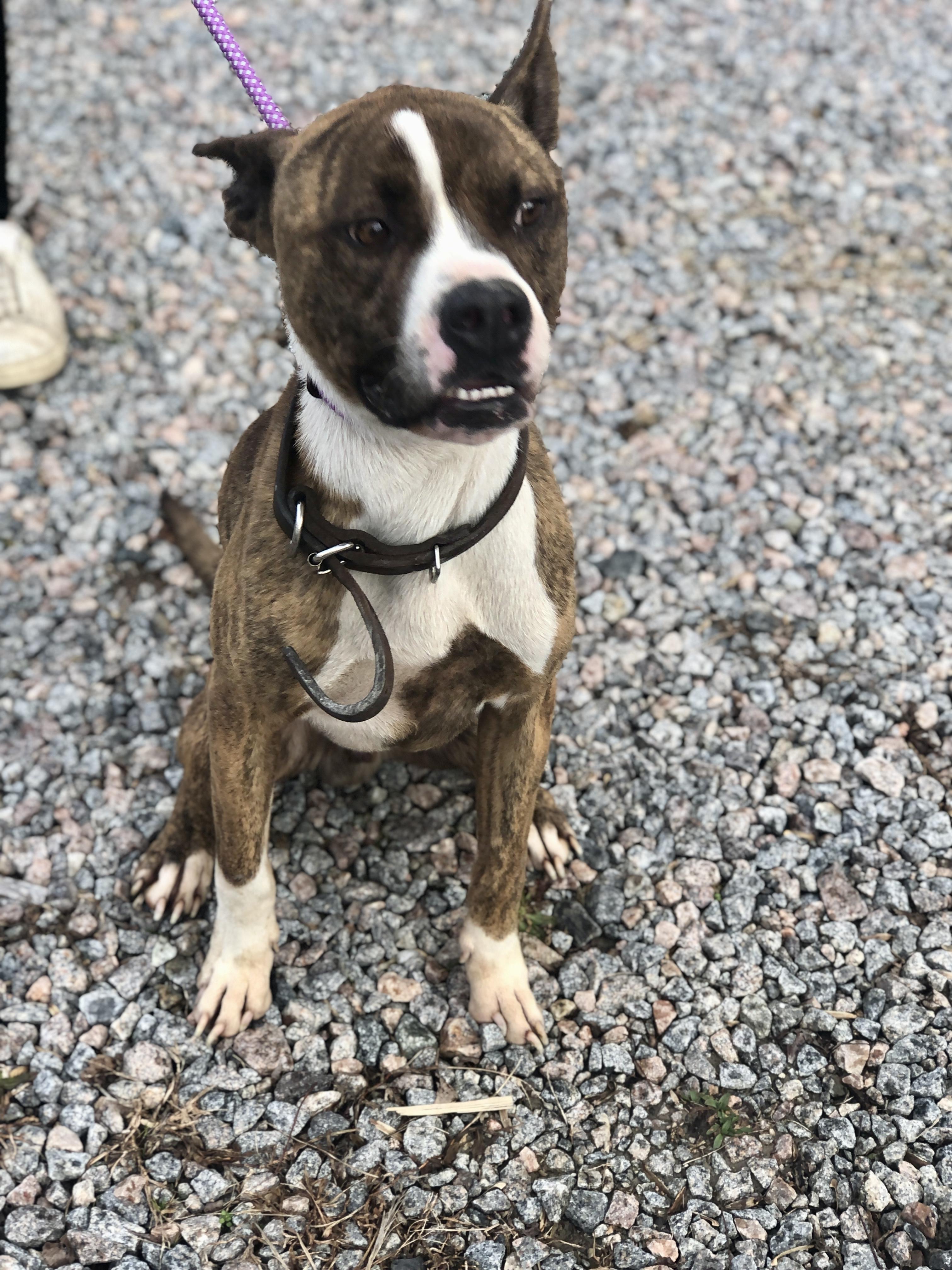 Enlarge Sherbet, a ADOPTABLE mixed breed in Petersburg, VA image 2/6
