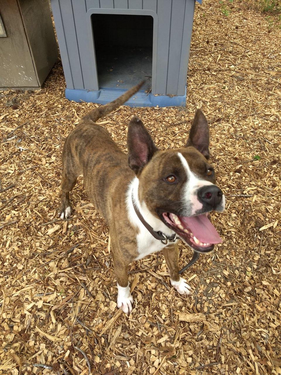 Enlarge Sherbet, a ADOPTABLE mixed breed in Petersburg, VA image 2/6
