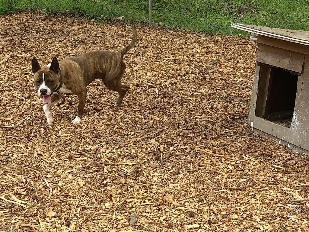 Enlarge Sherbet, a ADOPTABLE mixed breed in Petersburg, VA image 5/6