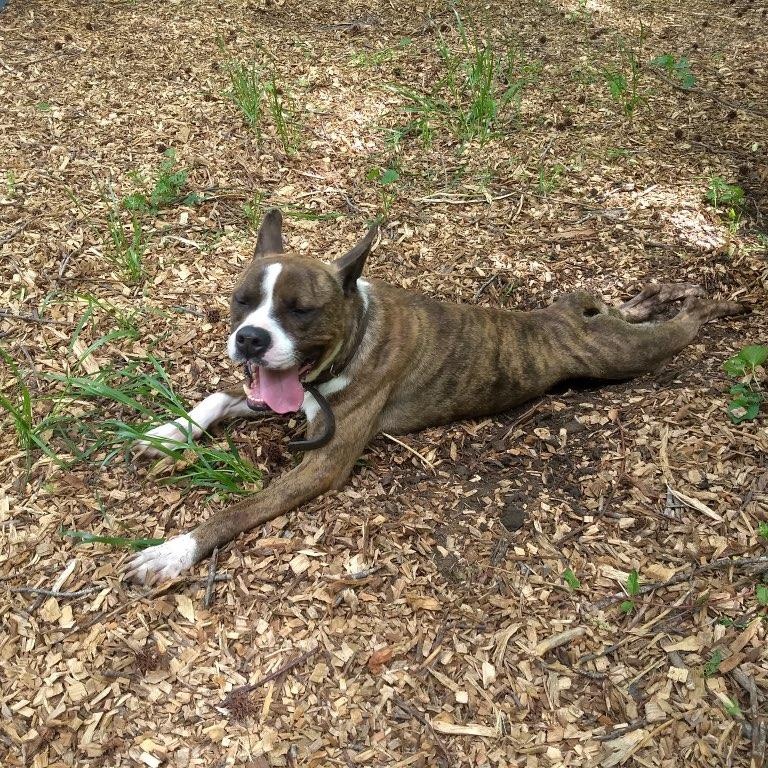 Enlarge Sherbet, a ADOPTABLE mixed breed in Petersburg, VA image 1/6
