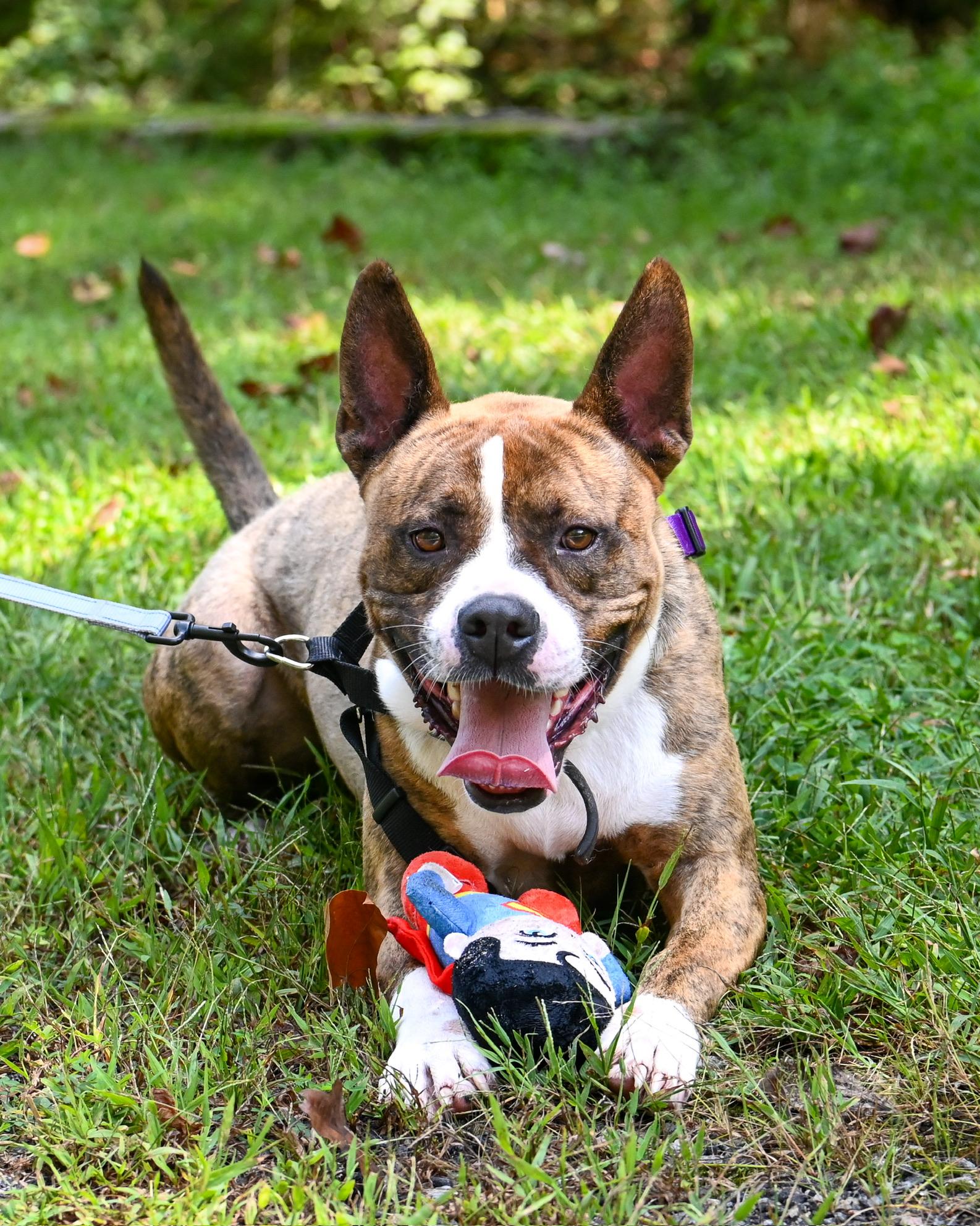 Sherbet, Adoptable, Young Male Boxer & Pit Bull Terrier.