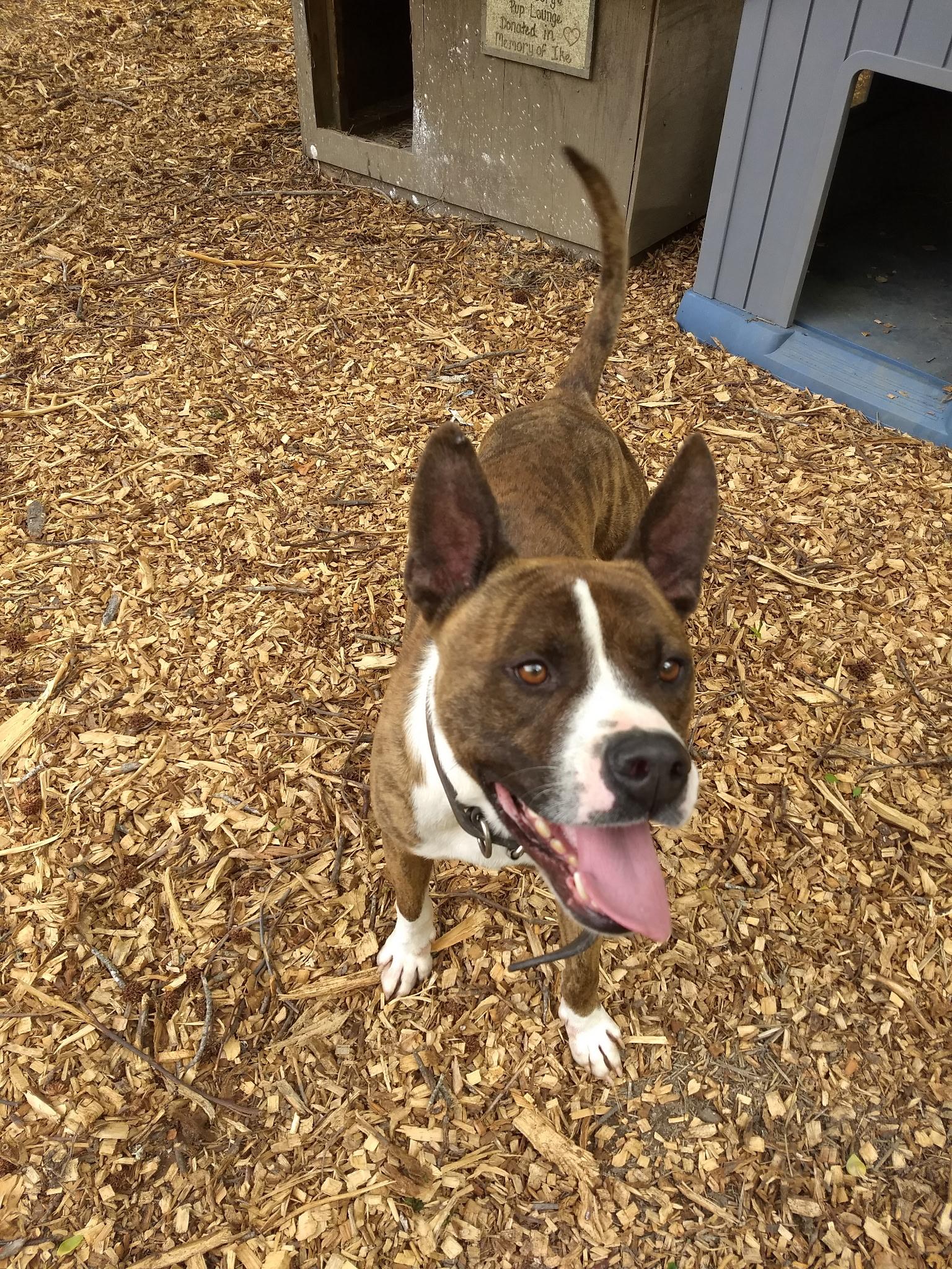 Sherbet, Adoptable, Young Male Boxer & Pit Bull Terrier.