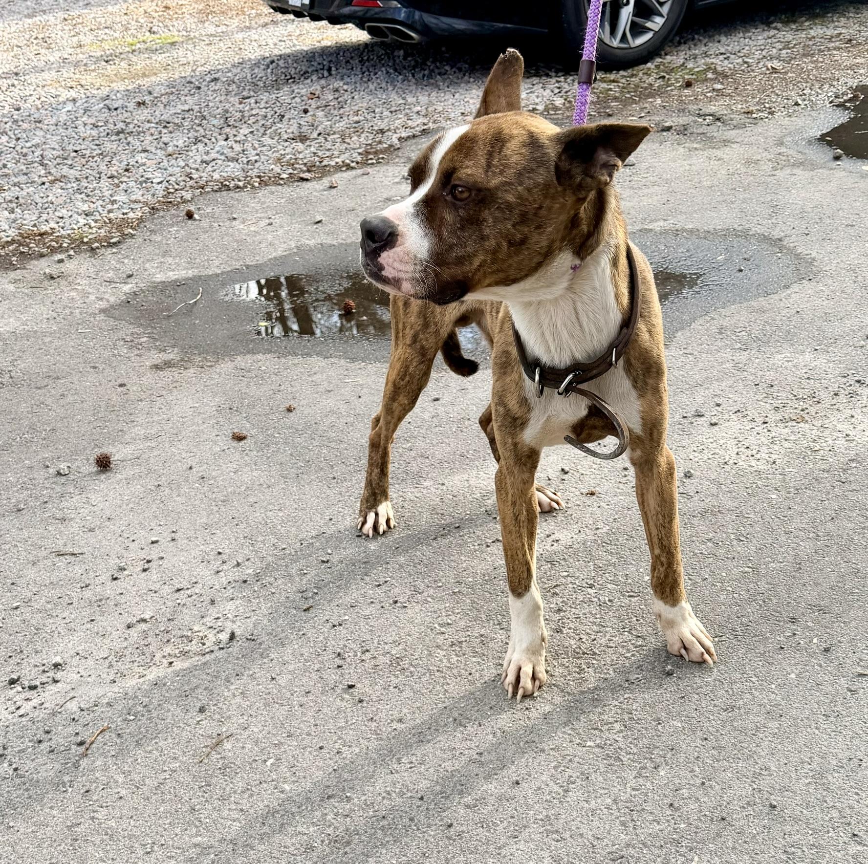 Enlarge Sherbet, a ADOPTABLE mixed breed in Petersburg, VA image 5/6