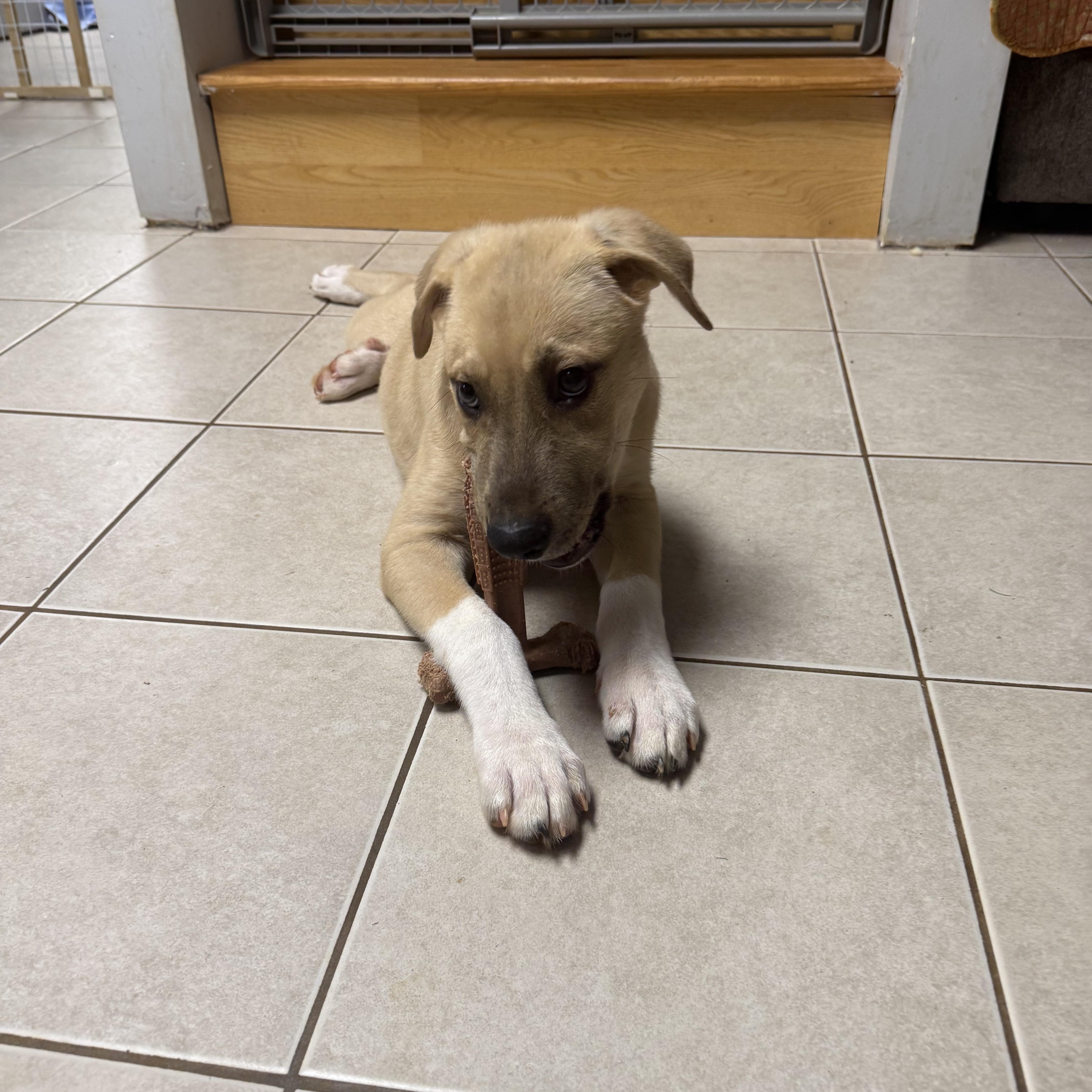 Cannoli photo 3