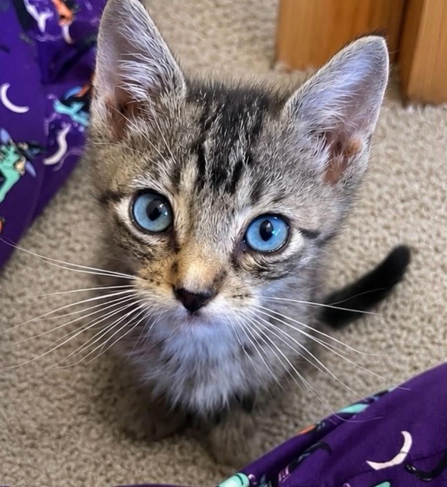 Walter C Bell $299 McCarthy, Adopted, Kitten Male Tabby.