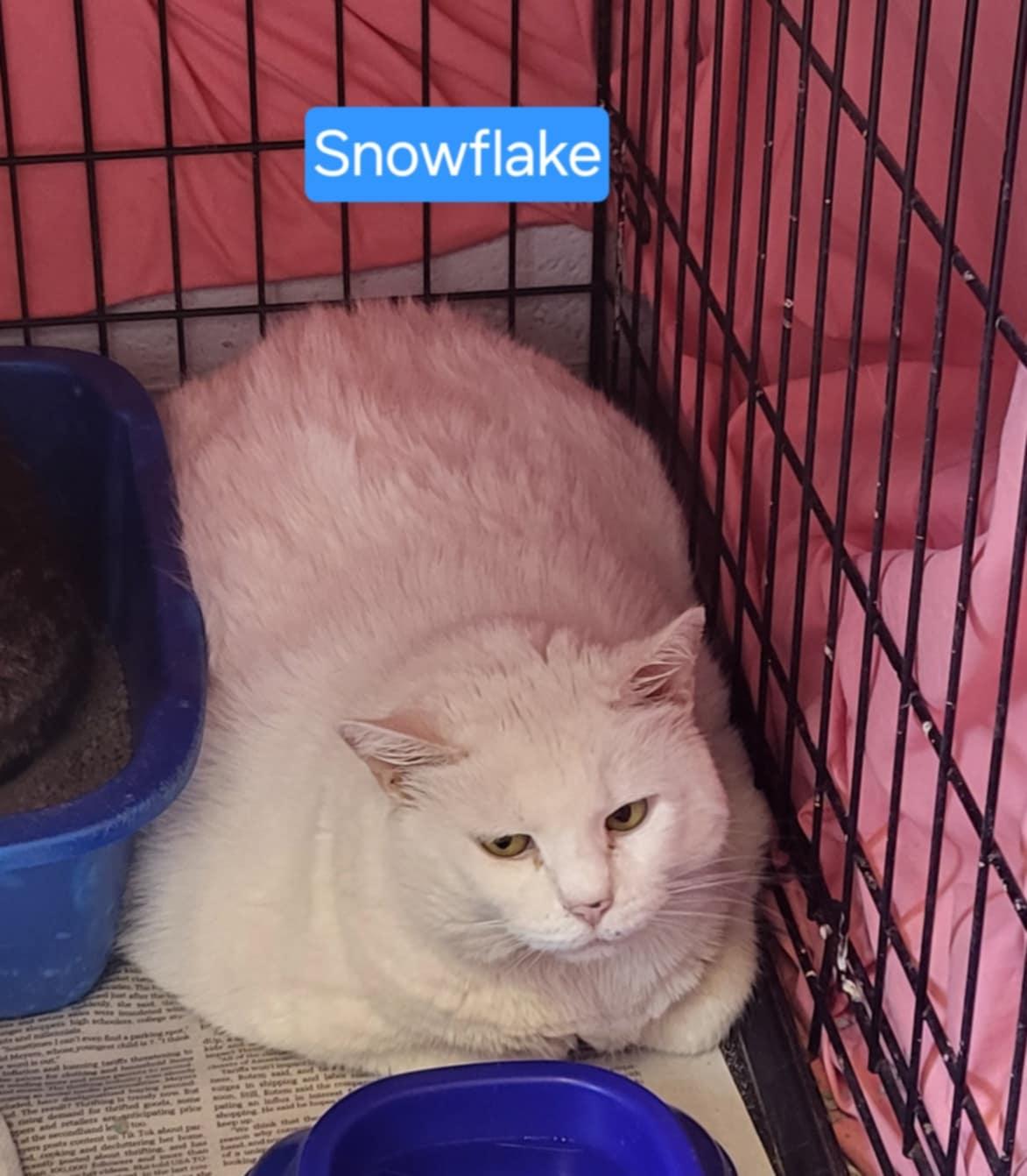 Snowflake