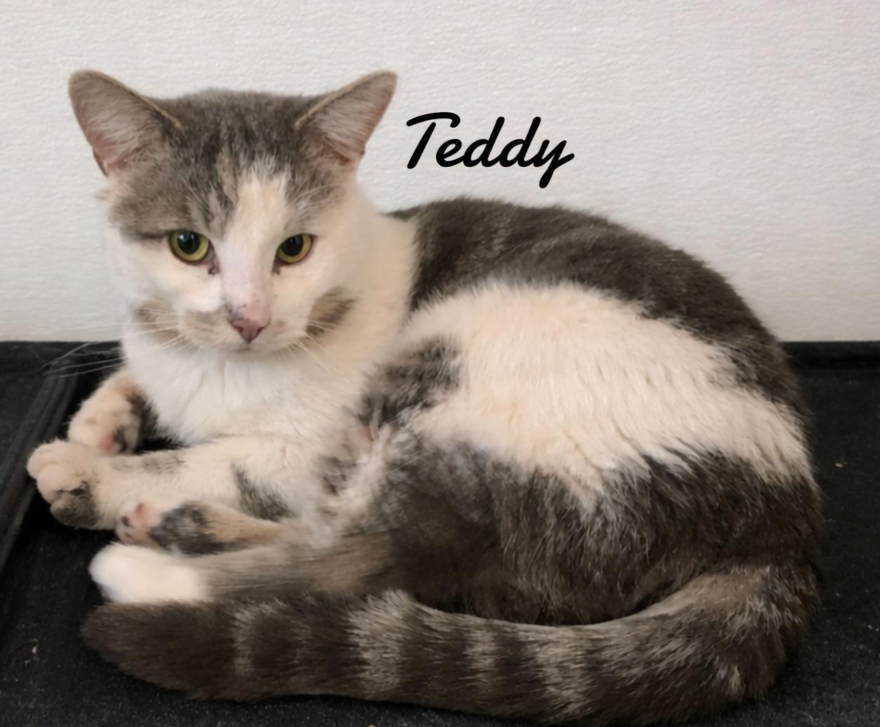 Enlarge Teddy, a Adoptable Domestic Short Hair in Naugatuck, CT image 1/2