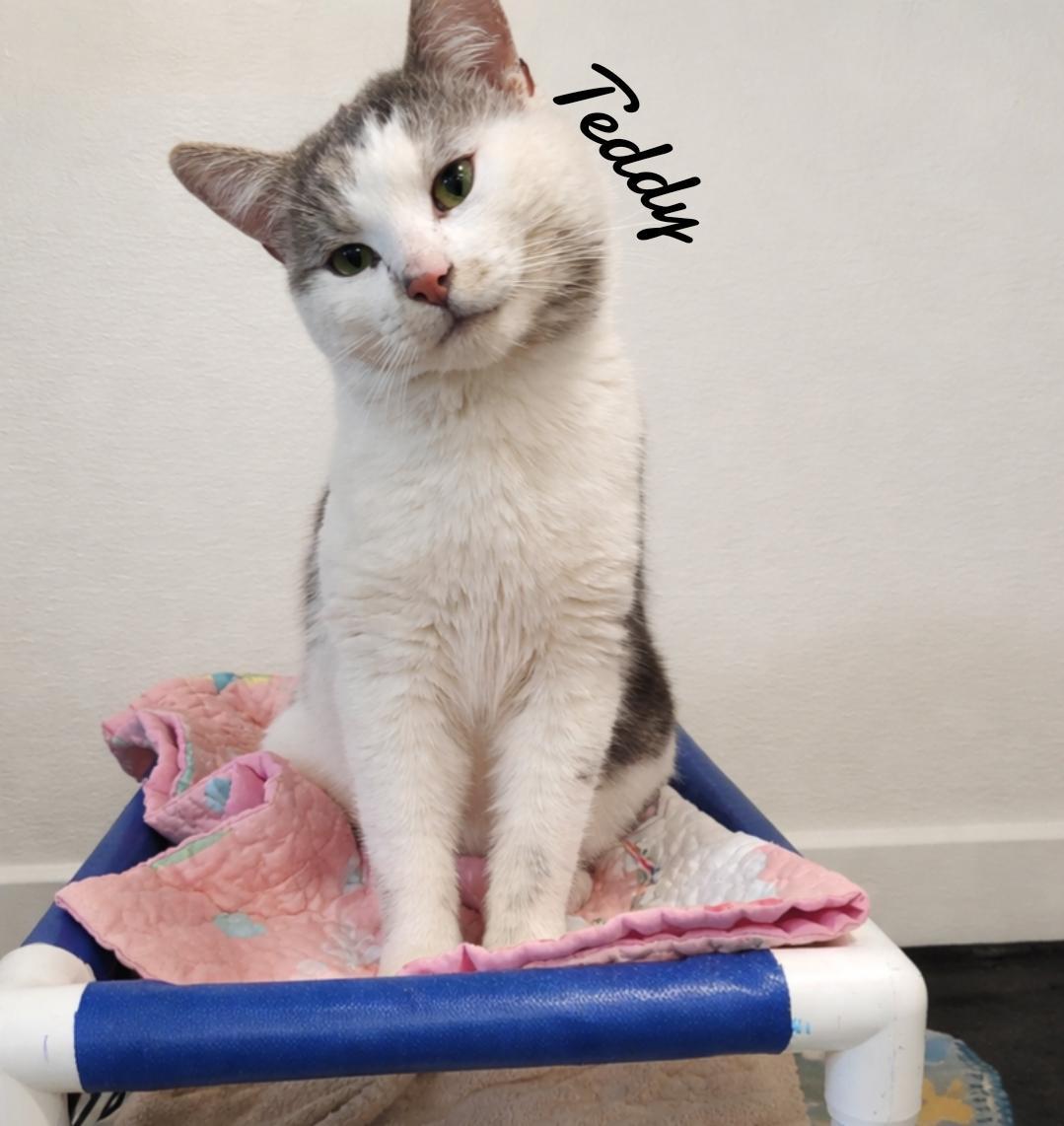 Enlarge Teddy, a Adoptable Domestic Short Hair in Naugatuck, CT image 2/2