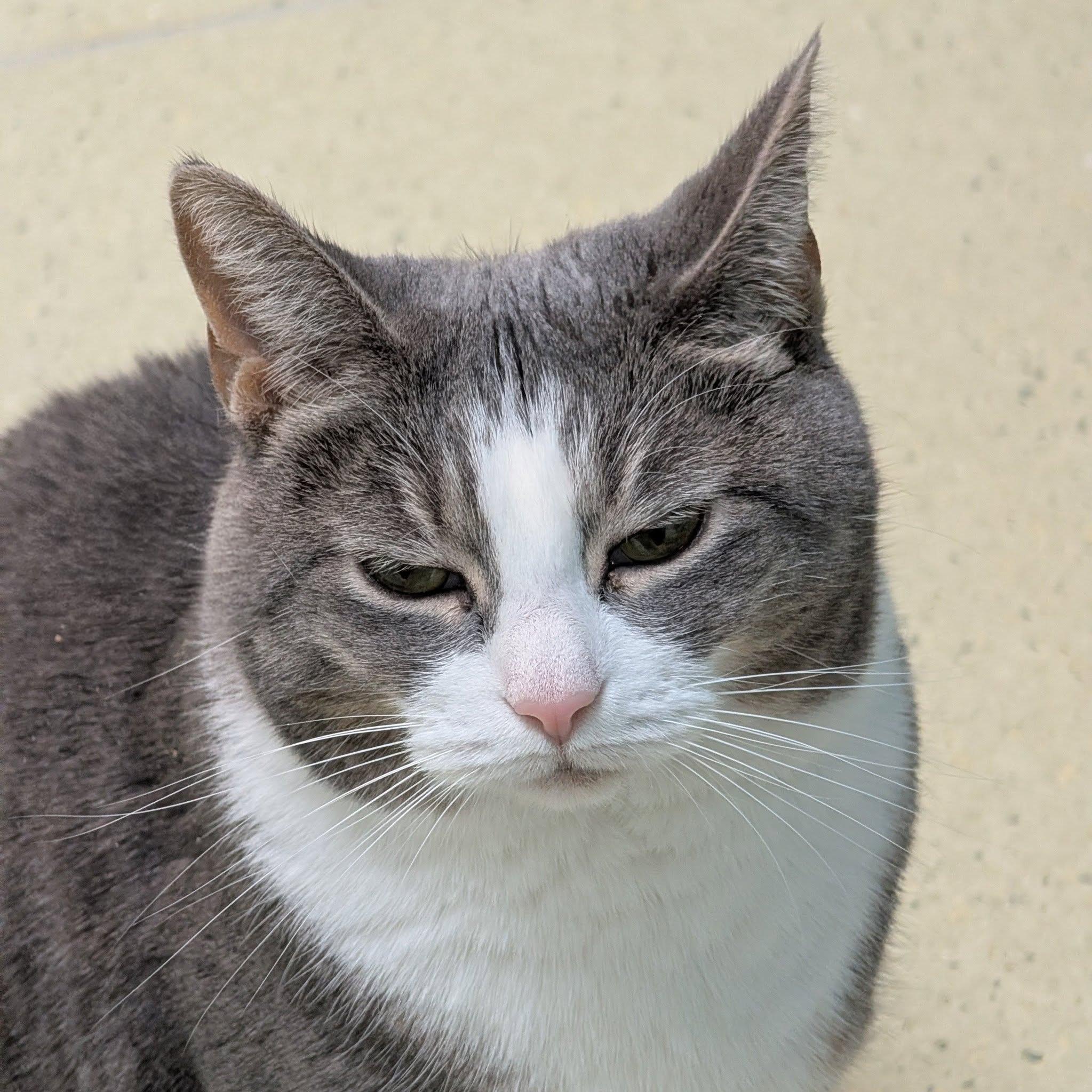 Becky, ADOPTABLE, Adult Female Domestic Short Hair.