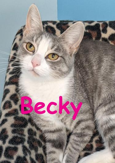 Enlarge Becky, a ADOPTABLE Domestic Short Hair in Cincinnati, OH image 2/2