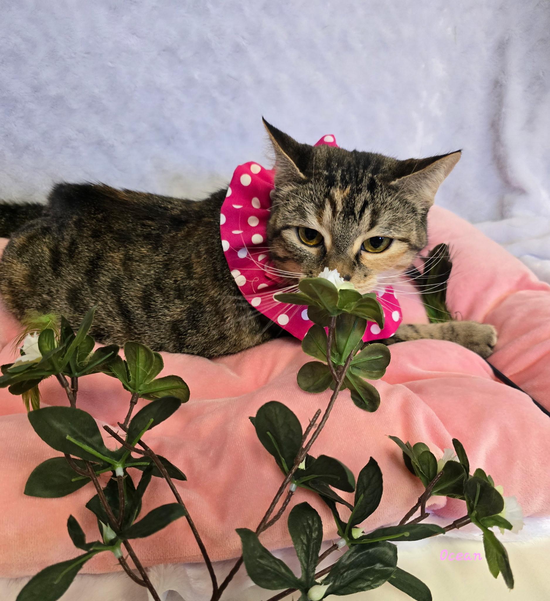 Enlarge Ocean, a Adoptable Tabby in Glendale, AZ image 2/3