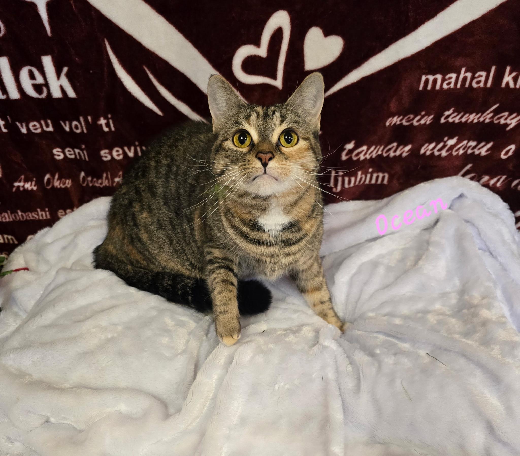 Enlarge Ocean, a Adoptable Tabby in Glendale, AZ image 3/3