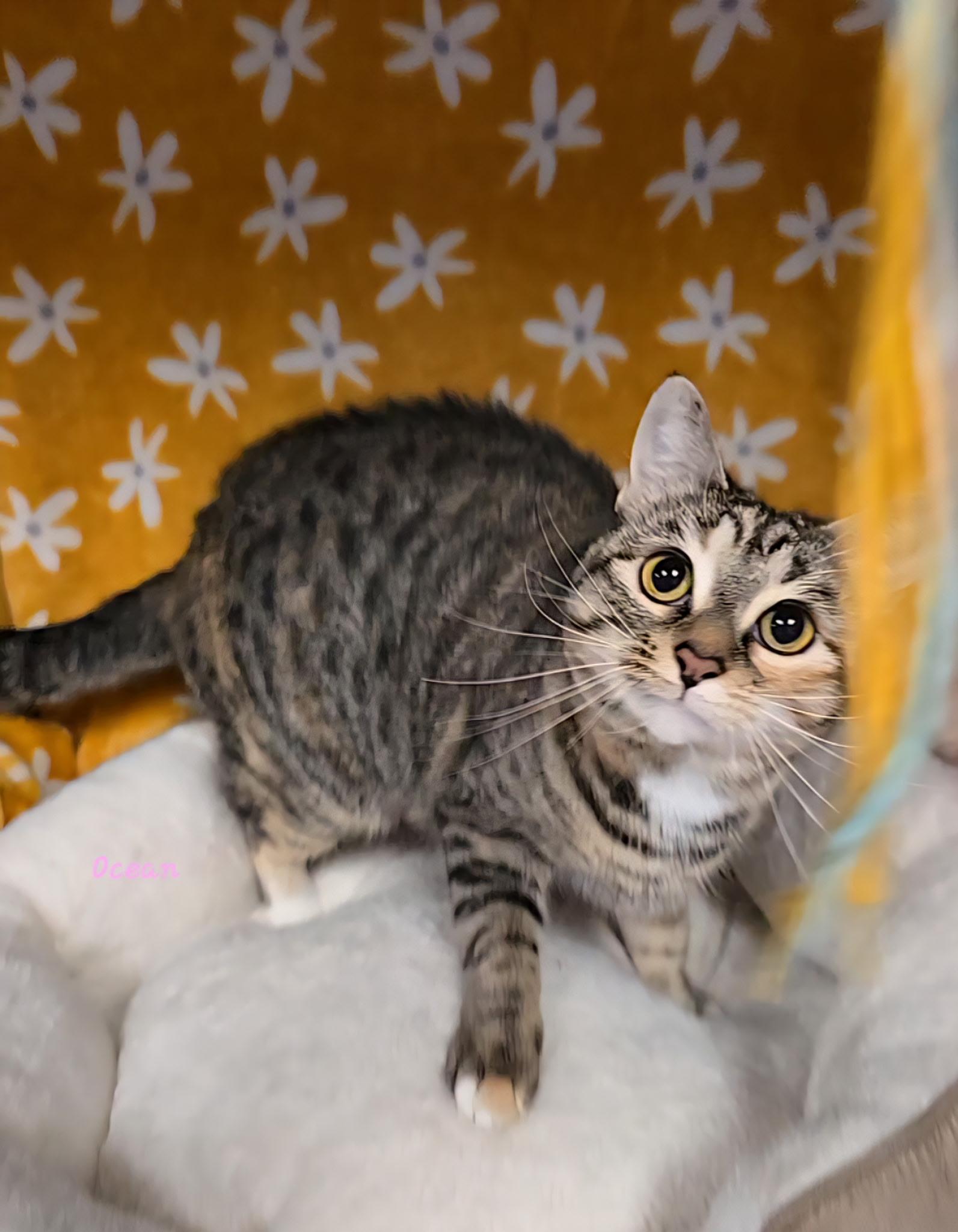 Enlarge Ocean, a Adoptable Tabby in Glendale, AZ image 1/3