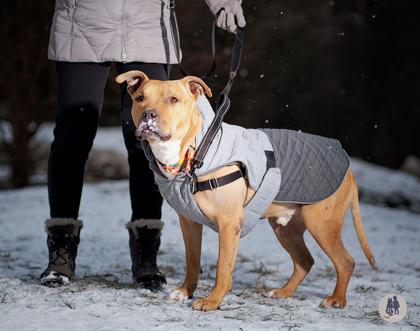 Dalton, Adoptable, Adult Male Pit Bull Terrier & Mixed Breed.