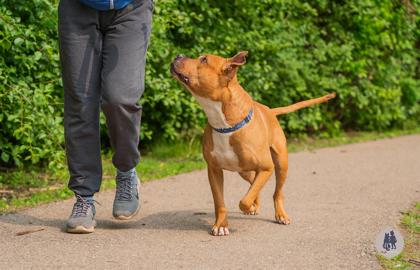 Dalton, Adoptable, Adult Male Pit Bull Terrier & Mixed Breed.