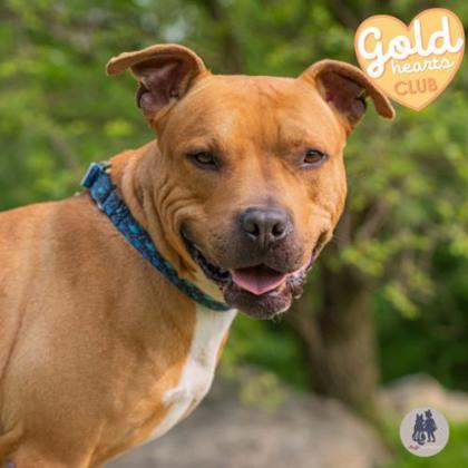 Enlarge Dalton, a Adoptable mixed breed in Ann Arbor, MI image 2/3