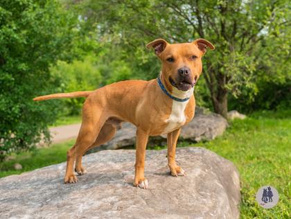 Enlarge Dalton, a Adoptable mixed breed in Ann Arbor, MI image 3/3