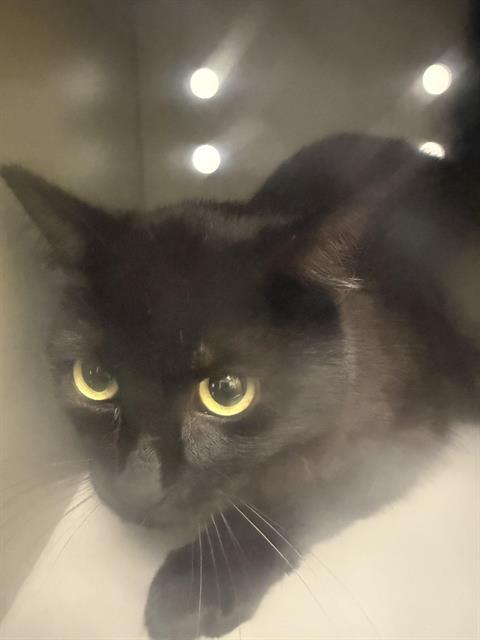 Enlarge BARN CAT BUTTON, a Adoptable Domestic Short Hair in Kent, WA image 1/1