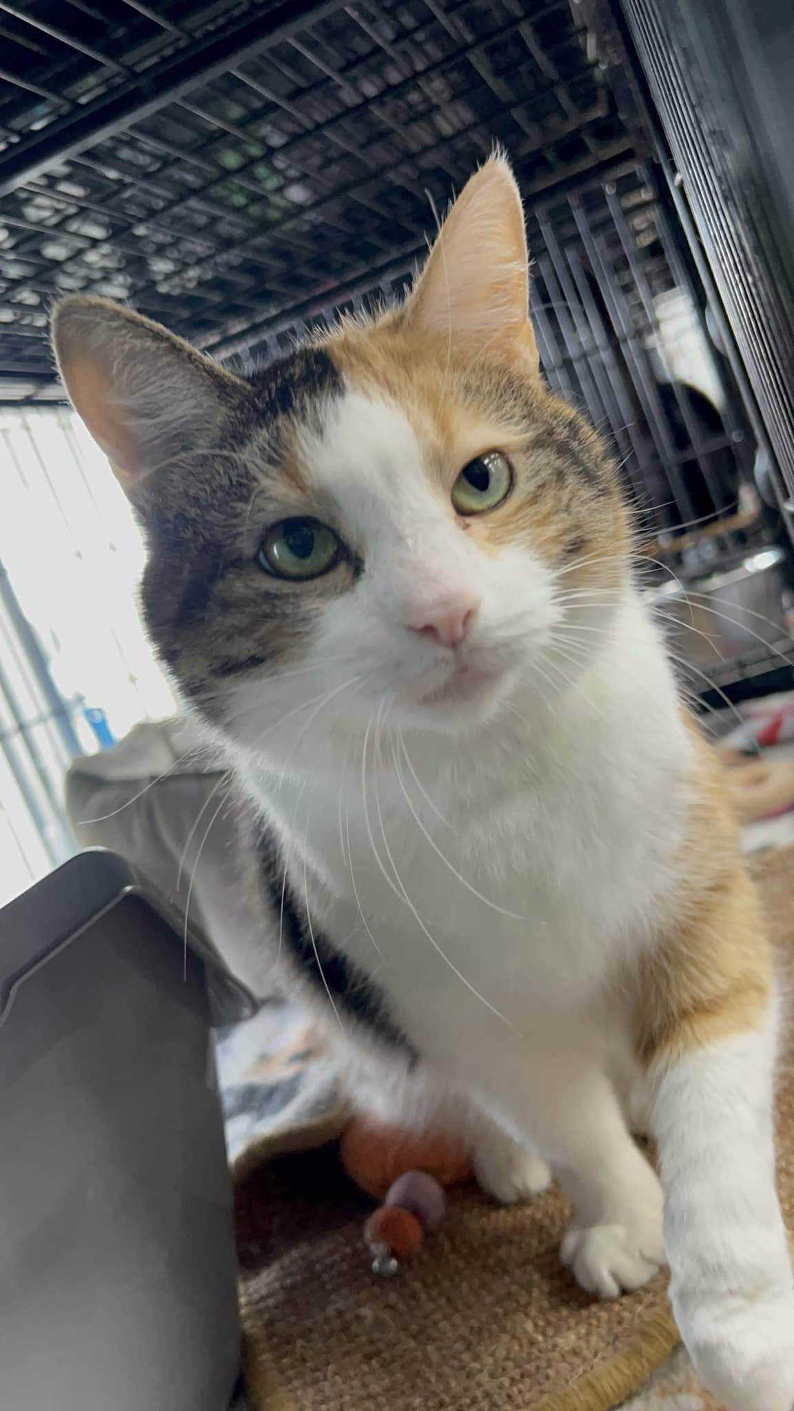 Enlarge Millie, a Adoptable Domestic Short Hair in Cleveland, OH image 1/6