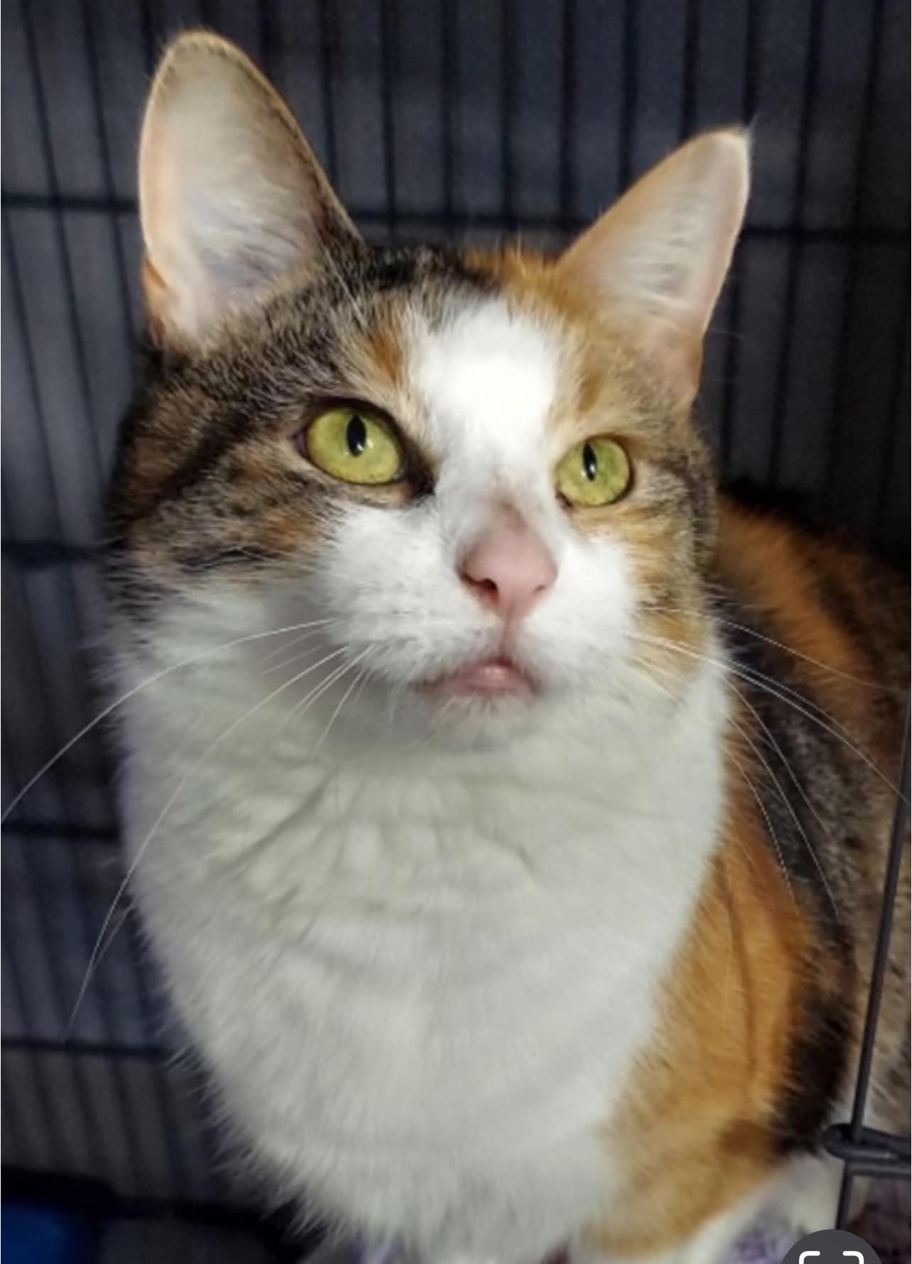 Enlarge Millie, a Adoptable Domestic Short Hair in Cleveland, OH image 5/6