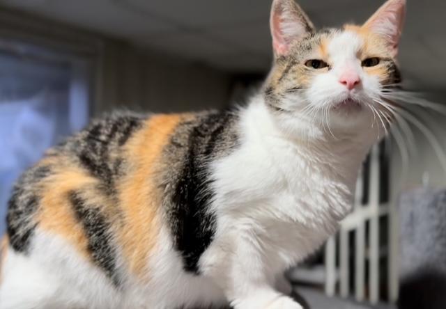 Enlarge Millie, a Adoptable Domestic Short Hair in Cleveland, OH image 3/6