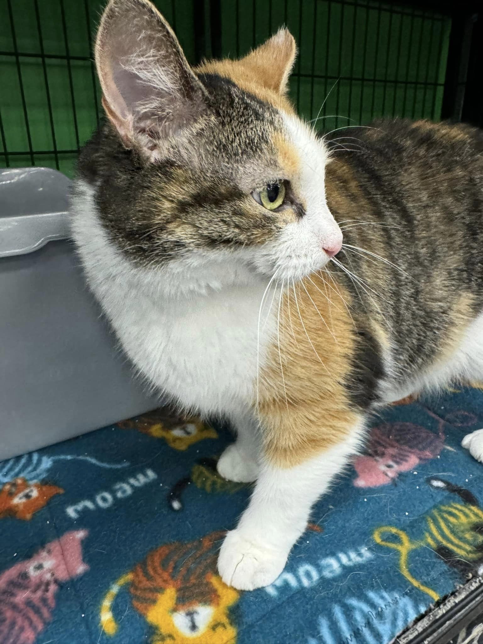 Enlarge Millie, a Adoptable Domestic Short Hair in Cleveland, OH image 6/6