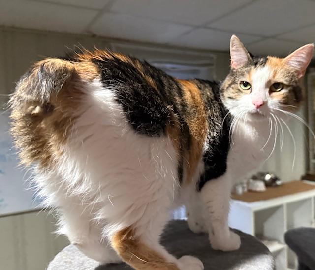 Enlarge Millie, a Adoptable Domestic Short Hair in Cleveland, OH image 4/6