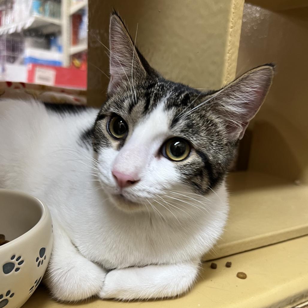 Cricket, Adoptable, Young Male American Shorthair.