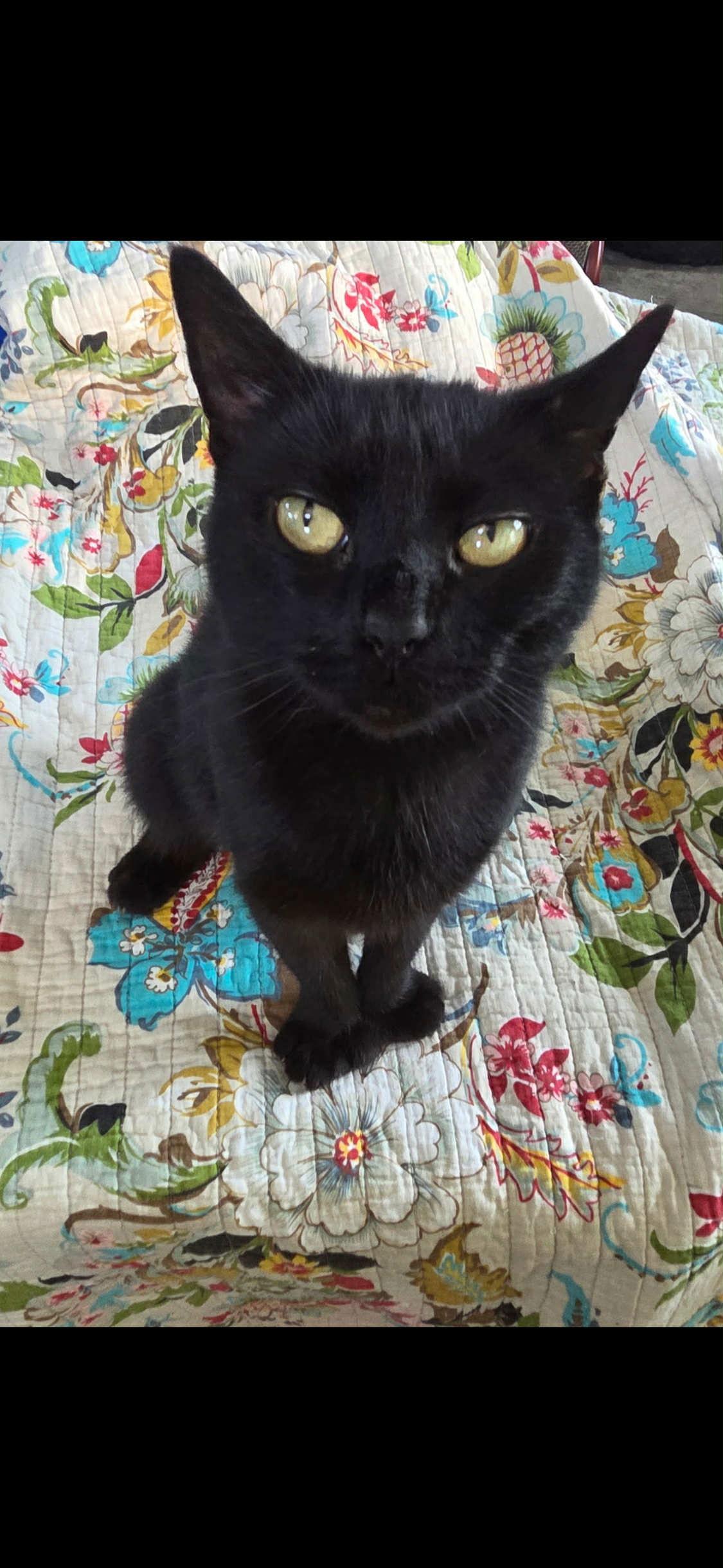 Enlarge Wendy (Kitty), a Adoptable Domestic Short Hair in Ashville, OH image 1/1
