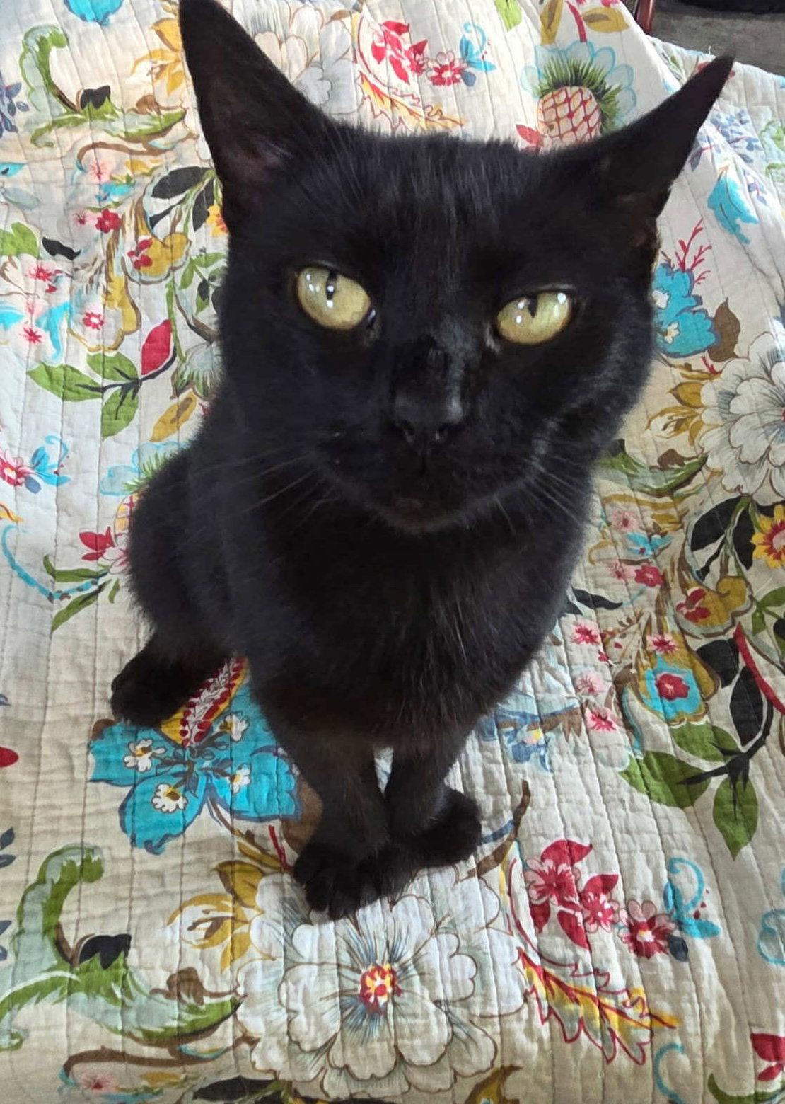 Enlarge Wendy (Kitty), a Adoptable Domestic Short Hair in Ashville, OH image 1/1